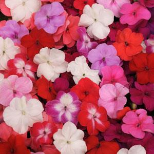 IMPATIENS SUPER ELFIN MIX NR.1000 SEMI PILL.